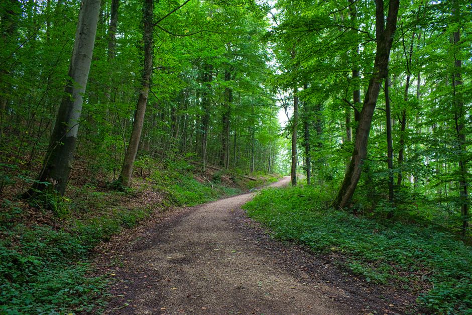 Waldpfad bei der Navigation in der Region Regensburg